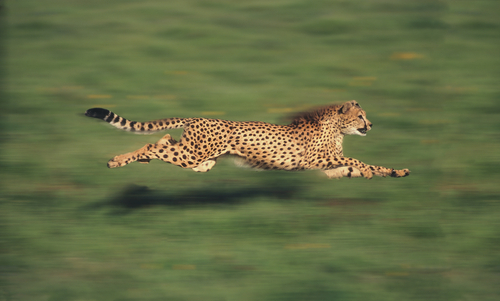 Gepardy sú najrýchlejšie suchozemské živočíchy na svete, vidíme ich ako prototypických lovcov. 