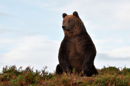 Ľadové medvede a hnedé medvede šli oddelenými cestami oveľa neskôr než sa doteraz myslelo.