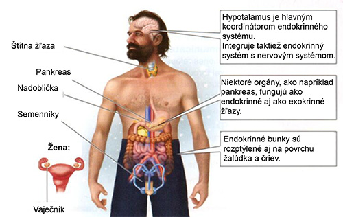 Endokrinný systém a Wim Hof.