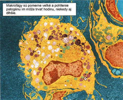 Makrofágy v ľudskom tele.