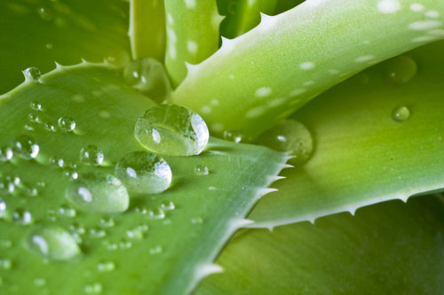Aloe vera pôsobí proti zápalom a cukrovke a podporuje imunitu.
