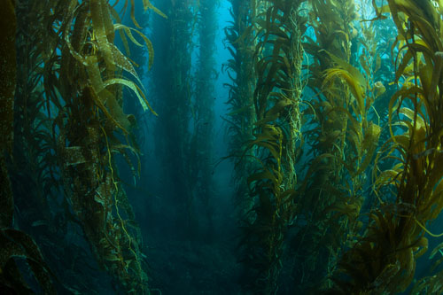 Kelp - minerálna pomoc štítnej žľaze