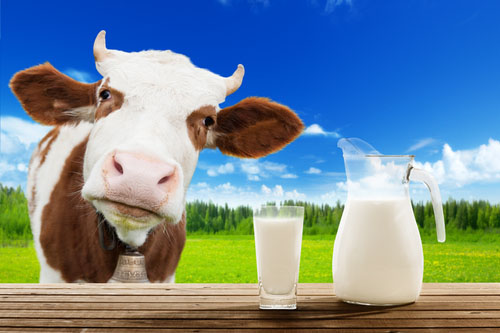 Mlieko je zásadne škodlivou potravinou pre dospelých.