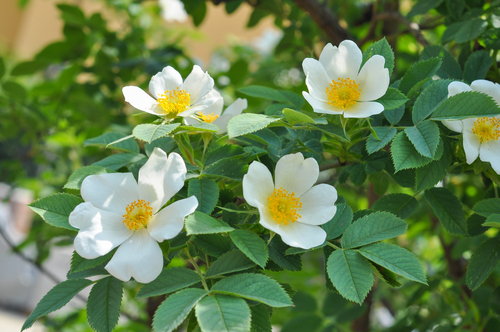 Biele kvety ruže