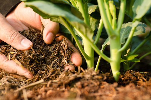Zelenina z prísne ekologického poľnohospodárstva by teda mohla prijať malé množstvá vitamínu B12 z hnojiva.