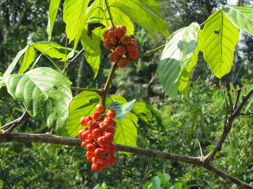 Guarana je kríkovitá rastlina s farebnými plodmi plnými energetických semien.