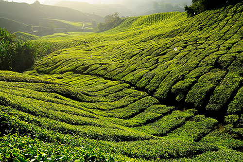 Pestovanie zeleného čaju 