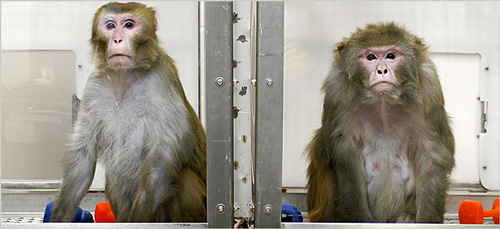 Kto drží diétu, vyzerá dlhodobo lepšie. Opice makaky rézus - Canto (vľavo, 27 rokov, na diéte) a Owen (jedáva bez obmedzenia, 29 rokov) to impozantne ukazujú.