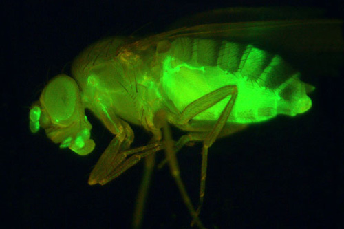 U jednoduchých organizmov rozpoznajú vedci zápalové reakcie, ktoré sú spojené s nadváhou. Môžu zviditeľniť tento zápal na modifikovaných muchách, ako je drozofila (kvasná muška), (tu zelená farba).