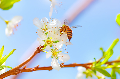 Ak včely zmiznú z povrchu zemského, človeku ostávajú len 4 roky života.
