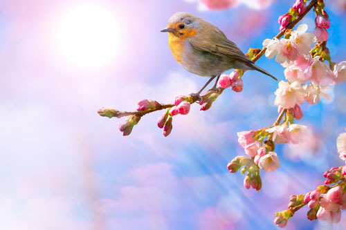 Rachel Carson názvom knihy "Tichá jar" myslela jar bez vtáčieho spevu, pretože v nej vtáky vyhynuli kvôli pesticídom.