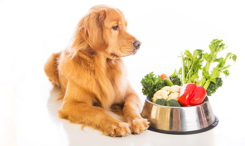 Zdravá strava pre psa. Môže byť pes vegánom?
