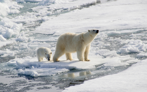 Len preto, že ľadový medveď zažil vo svojej dlhej minulosti aj teplé obdobia, nemusí sa bezpodmienečne lepšie vysporiadať s klimatickými zmenami.