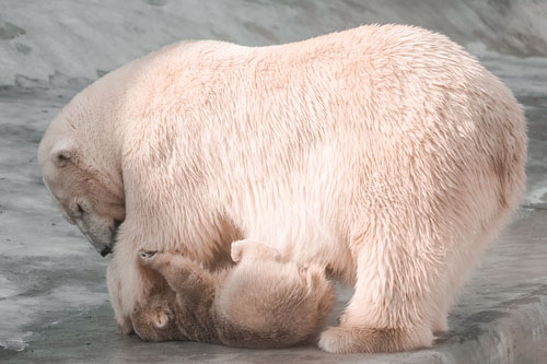 Ľadové medvede treba chrániť, buďme ekologickí.