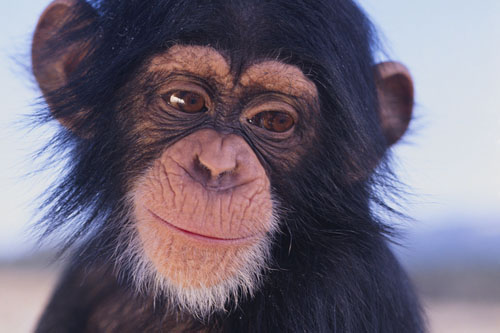 Darwin vo svojej teórii naznačoval, že sme potomkovia opice.