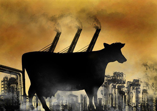 Kravy znečisťujú ovzdušie viac než továrne.