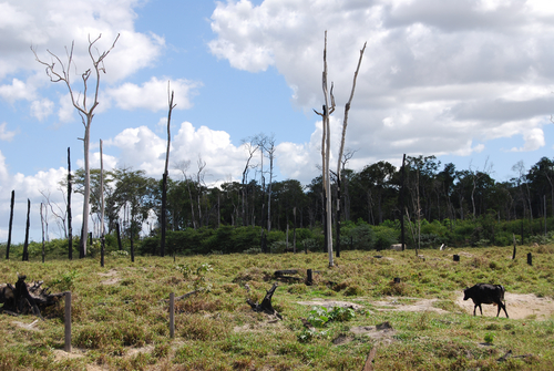 Odlesňovanie brazílskych pralesov je v veľkej miery dôsledkom extrémneho chovu hovädzieho dobytku.