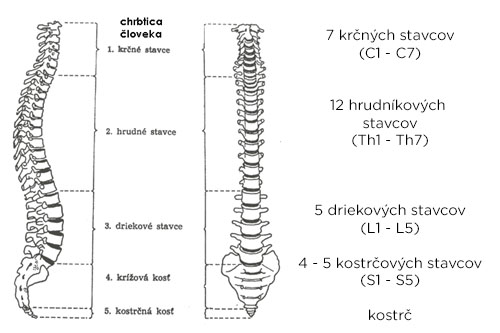 Stavba chrbtice.