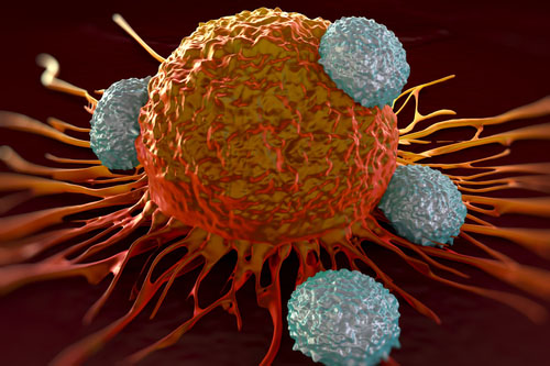 Leukocyty napádajú rakovinovú bunku.
