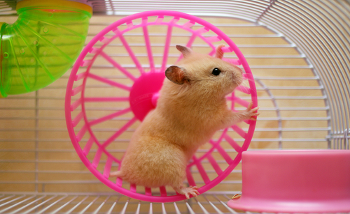 Potkany konzumujúce stravu s nízkym obsahom živočíšnych bielkovín cvičili viac a omnoho neskôr sa unavili. 