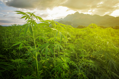 Marihuana už nie je vnímaná iba ako omamná droga, ale i ako cenný liek.