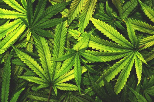Cannabis sativa alias marihuana - časť 1.