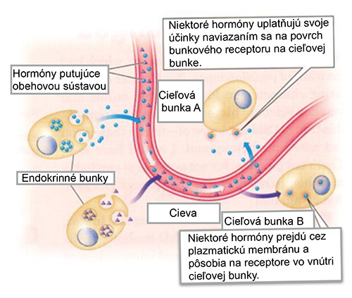 Komunikácia hormónov