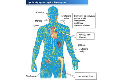 Lymfatický systém.