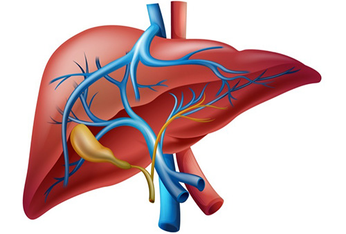 Anatómia pečene, najväčšej žľazy v ľudskom tele.