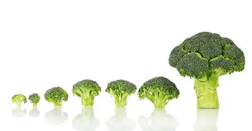 Ak zjeme celú hlavu surovej brokolice, zadovážime tak telu dvojnásobok dennej dávky vitamínu C.