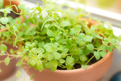 Oregano je rastlinka, ktorú môžete pestovať doma. Dokáže vyrásť do výšky 50cm a kernatie.