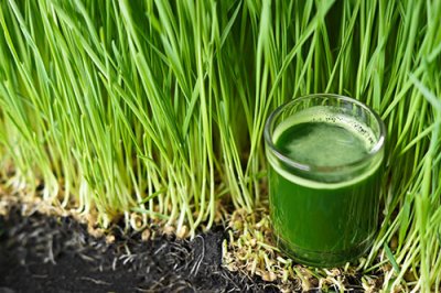 Wheatgrass