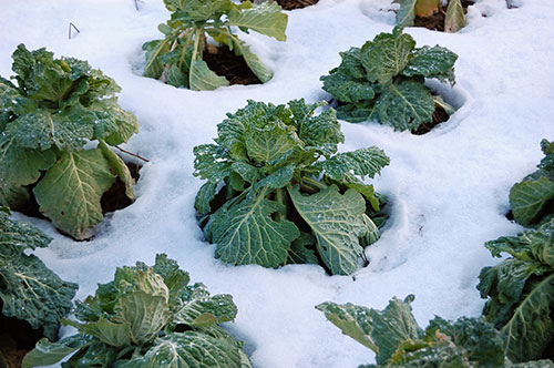 Kapustovitým rastlinám a šalátom sa darí aj v zime. Za pomoci fólie mladá rastlinka nezamrzne.
