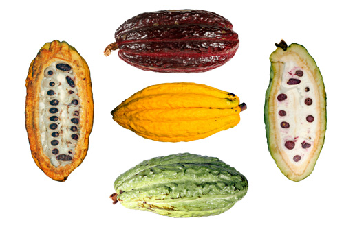 plod kakaovníka