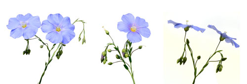 Ľan siaty je jednoročná bylina s bledomodrými kvetmi.