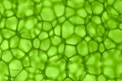 Chlorofyl sa nachádza v chloroplastoch, organelách rastlinnej bunky.