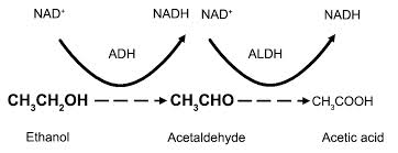 etanol sa oxiduje až na kyselinu octovú