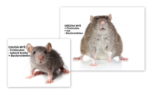 Obézne myši mali viac baktérií kmeňa Firmicutes, než ich „šlang“ kamaráti.