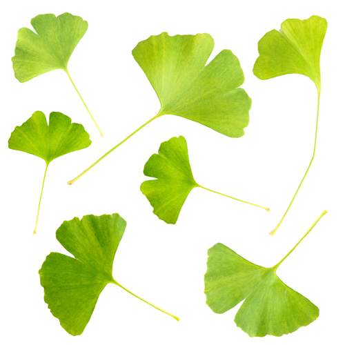 Ginkgo biloba