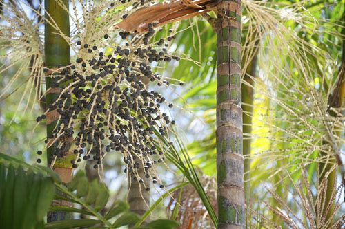 Palma açai produkuje trsy jedlých modrofialových bobúľ. 