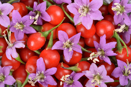 Goji pôsobia ako adaptogén, pomáhajú prispôsobiť sa okolnostiam a stresu, zlepšujú zrak a predlžujú život.