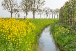 Horčica roľná - Žltá liečivka