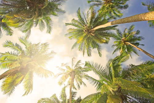 Kokosové orechy rastú na kokosových palmách v tropických oblastiach.