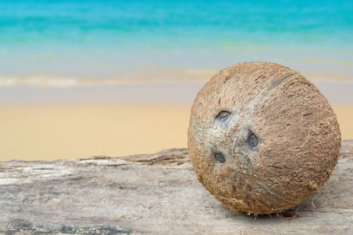 Hnedé chlpaté kokosy sú zrelé. Obsahujú kvalitnú kokosovú vodu (nie vždy), ale dužina je tvrdá a vláknitá, menej chutná a menej stráviteľná.