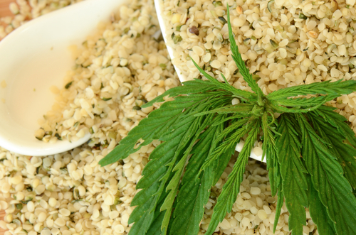 Konope a marihuana nie je to isté.