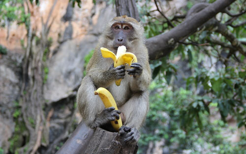 Ľudia majú tráviacu sústavu ako primáty, preto je pre nás vhodná aj rovnaká strava - ovocie a listová zelenina. 
