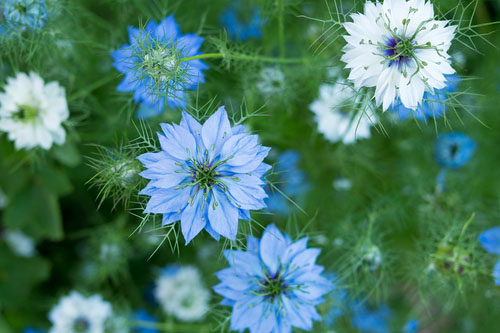 Čierna rasca (černuška siata, Nigella sativa) lieči takmer všetko: rakovinu, srdce, alergie, kožu, atď.