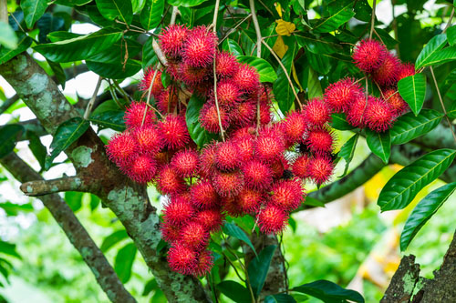 Ovocie rambutan sa v mnohých stránkach podobá na liči. Podobne rastie aj v trsoch na strome.