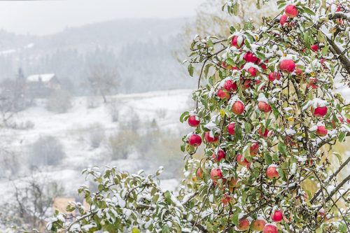 Naše sezónne ovocie vyskúšajte na všetky spôsoby: jablká, jablková šťava, strúhané jablko s mrkvou a hrozienkami alebo sušené jablká.