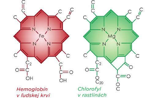 Chlorofyl má veľmi podobnú molekulárnu štruktúru ako hemoglobín v ľudskej krvi.